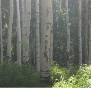 Signs of bear along trail.  