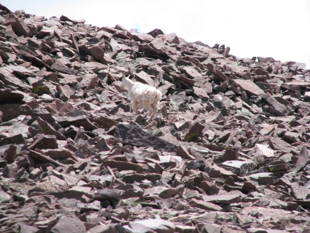 Mother Goat making her way away from the three brothers.