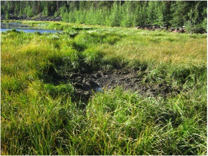 Elk wallow along the East side of Deer Creek Lake.